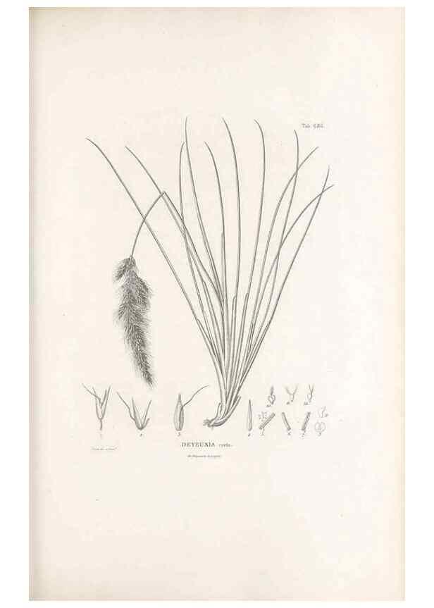 Reproducción/Reproduction 49521363346: Nova genera et species plantarum :. Antverpiae :Ex officina Christophori Plantini ...,1576.. 