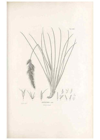 Reproducción/Reproduction 49521363346: Nova genera et species plantarum :. Antverpiae :Ex officina Christophori Plantini ...,1576.. 