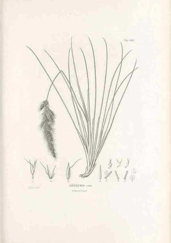 Reproducción/Reproduction 49521363346: Nova genera et species plantarum :. Antverpiae :Ex officina Christophori Plantini ...,1576.. 