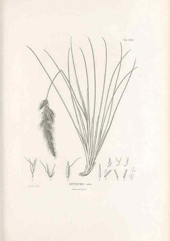 Reproducción/Reproduction 49521363346: Nova genera et species plantarum :. Antverpiae :Ex officina Christophori Plantini ...,1576.. 
