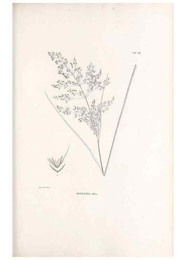 Reproducción/Reproduction 49521363766: Nova genera et species plantarum :. Antverpiae :Ex officina Christophori Plantini ...,1576.. 