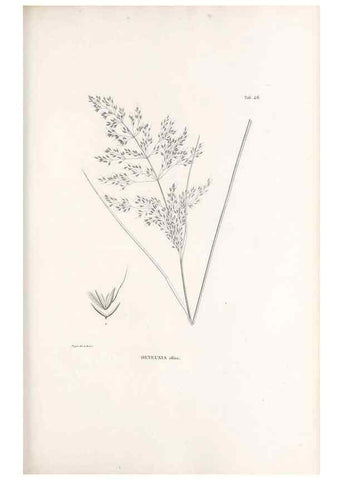 Reproducción/Reproduction 49521363766: Nova genera et species plantarum :. Antverpiae :Ex officina Christophori Plantini ...,1576.. 