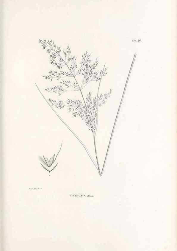 Reproducción/Reproduction 49521363766: Nova genera et species plantarum :. Antverpiae :Ex officina Christophori Plantini ...,1576.. 