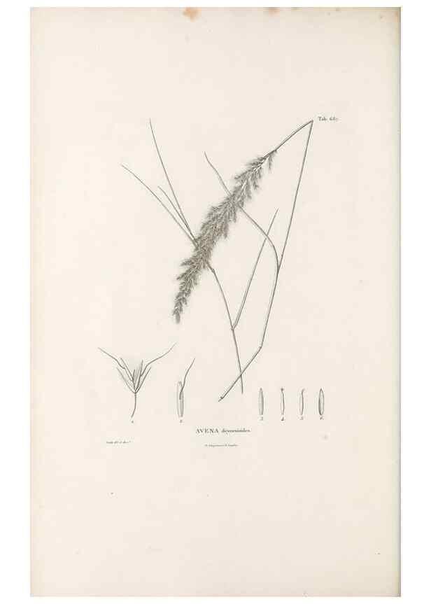 Reproducción/Reproduction 49521575702: Nova genera et species plantarum :. Antverpiae :Ex officina Christophori Plantini ...,1576.. 