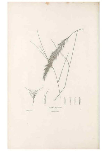 Reproducción/Reproduction 49521575702: Nova genera et species plantarum :. Antverpiae :Ex officina Christophori Plantini ...,1576.. 