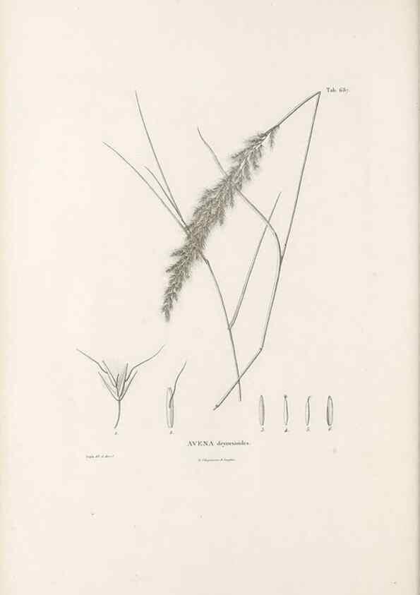 Reproducción/Reproduction 49521575702: Nova genera et species plantarum :. Antverpiae :Ex officina Christophori Plantini ...,1576.. 