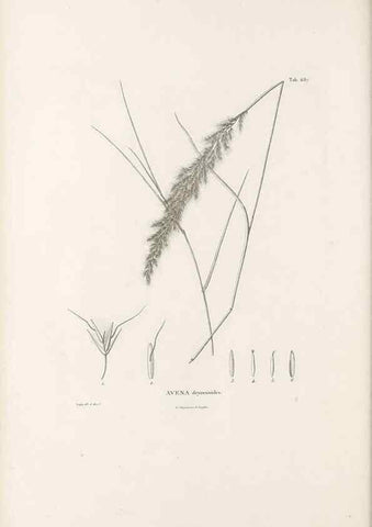 Reproducción/Reproduction 49521575702: Nova genera et species plantarum :. Antverpiae :Ex officina Christophori Plantini ...,1576.. 