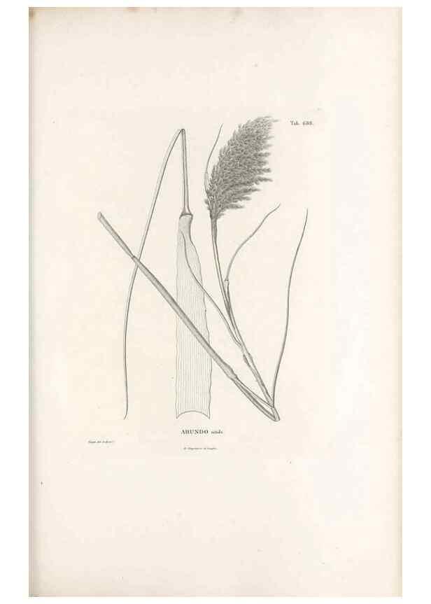 Reproducción/Reproduction 49520840178: Nova genera et species plantarum :. Antverpiae :Ex officina Christophori Plantini ...,1576.. 