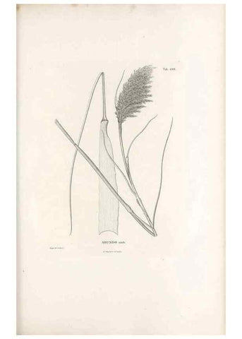 Reproducción/Reproduction 49520840178: Nova genera et species plantarum :. Antverpiae :Ex officina Christophori Plantini ...,1576.. 