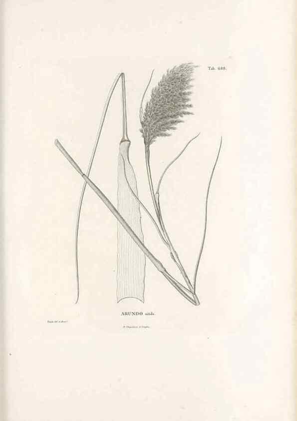 Reproducción/Reproduction 49520840178: Nova genera et species plantarum :. Antverpiae :Ex officina Christophori Plantini ...,1576.. 