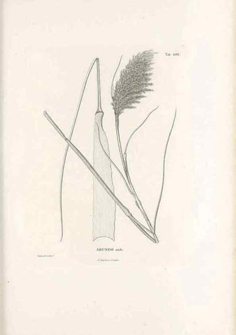 Reproducción/Reproduction 49520840178: Nova genera et species plantarum :. Antverpiae :Ex officina Christophori Plantini ...,1576.. 