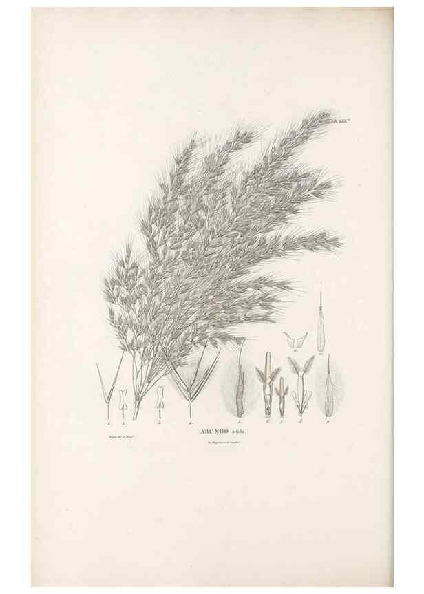Reproducción/Reproduction 49521576397: Nova genera et species plantarum :. Antverpiae :Ex officina Christophori Plantini ...,1576.. 