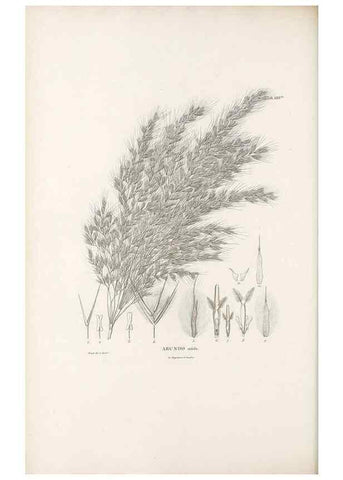 Reproducción/Reproduction 49521576397: Nova genera et species plantarum :. Antverpiae :Ex officina Christophori Plantini ...,1576.. 