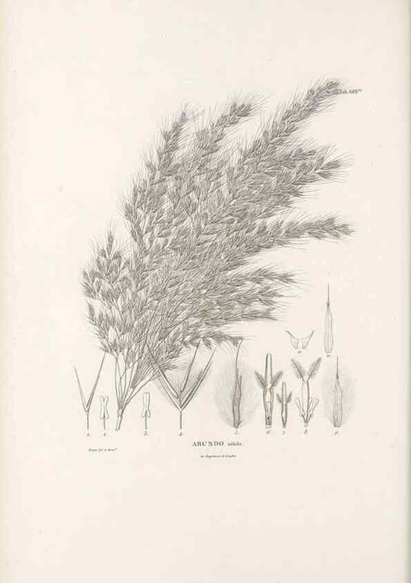 Reproducción/Reproduction 49521576397: Nova genera et species plantarum :. Antverpiae :Ex officina Christophori Plantini ...,1576.. 