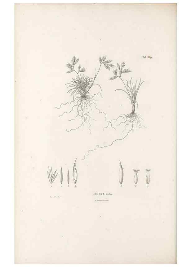 Reproducción/Reproduction 49520840968: Nova genera et species plantarum :. Antverpiae :Ex officina Christophori Plantini ...,1576.. 