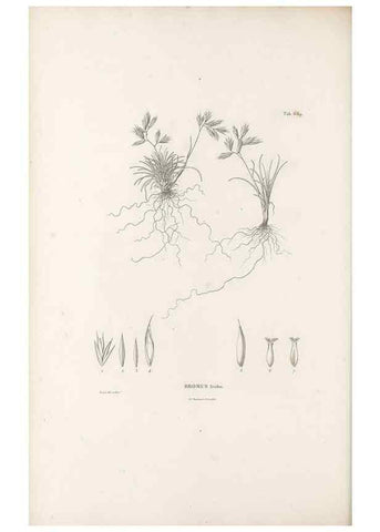 Reproducción/Reproduction 49520840968: Nova genera et species plantarum :. Antverpiae :Ex officina Christophori Plantini ...,1576.. 