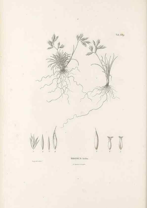 Reproducción/Reproduction 49520840968: Nova genera et species plantarum :. Antverpiae :Ex officina Christophori Plantini ...,1576.. 
