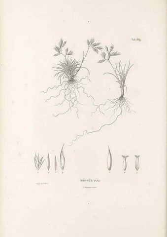 Reproducción/Reproduction 49520840968: Nova genera et species plantarum :. Antverpiae :Ex officina Christophori Plantini ...,1576.. 