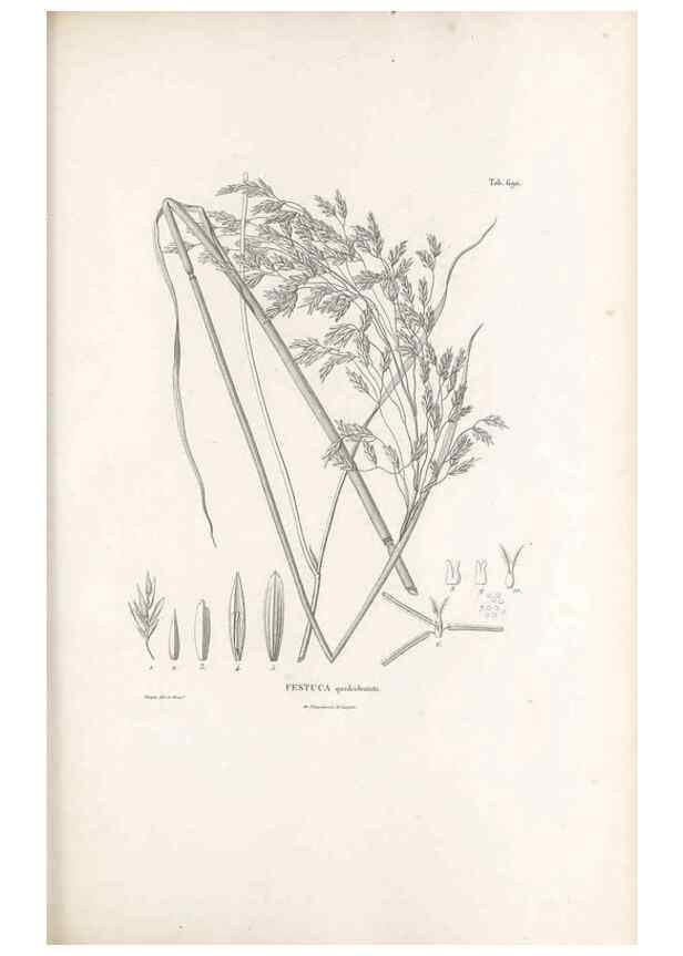 Reproducción/Reproduction 49520841288: Nova genera et species plantarum :. Antverpiae :Ex officina Christophori Plantini ...,1576.. 