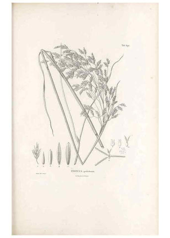 Reproducción/Reproduction 49520841288: Nova genera et species plantarum :. Antverpiae :Ex officina Christophori Plantini ...,1576.. 