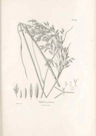 Reproducción/Reproduction 49520841288: Nova genera et species plantarum :. Antverpiae :Ex officina Christophori Plantini ...,1576.. 