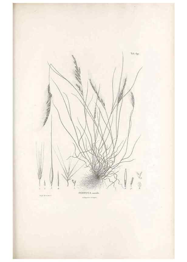 Reproducción/Reproduction 49520841708: Nova genera et species plantarum :. Antverpiae :Ex officina Christophori Plantini ...,1576.. 