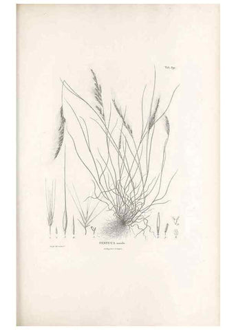 Reproducción/Reproduction 49520841708: Nova genera et species plantarum :. Antverpiae :Ex officina Christophori Plantini ...,1576.. 