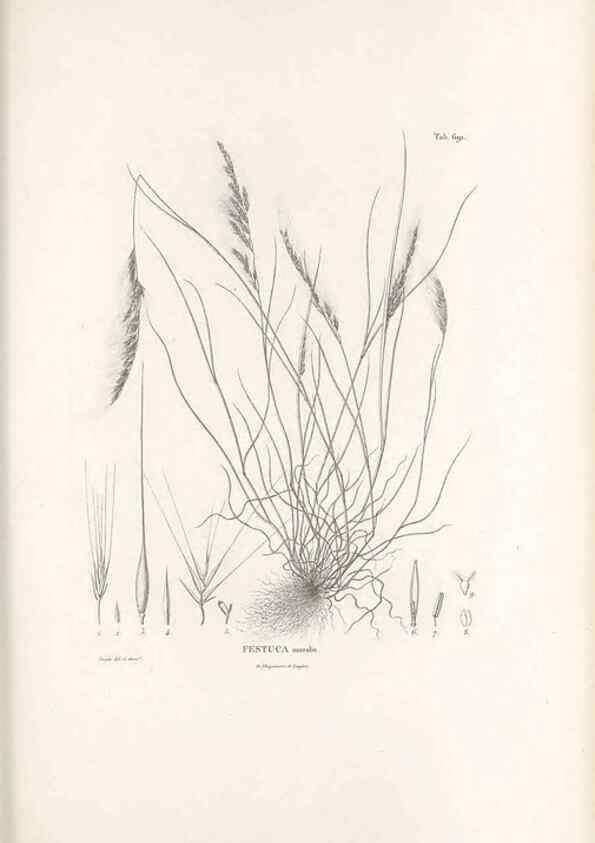 Reproducción/Reproduction 49520841708: Nova genera et species plantarum :. Antverpiae :Ex officina Christophori Plantini ...,1576.. 