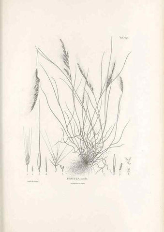 Reproducción/Reproduction 49520841708: Nova genera et species plantarum :. Antverpiae :Ex officina Christophori Plantini ...,1576.. 