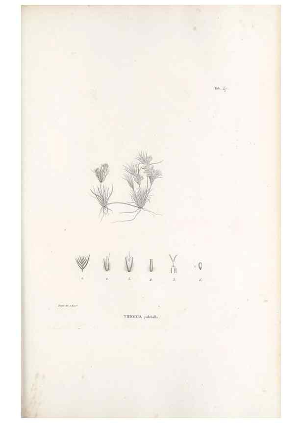 Reproducción/Reproduction 49521366376: Nova genera et species plantarum :. Antverpiae :Ex officina Christophori Plantini ...,1576.. 