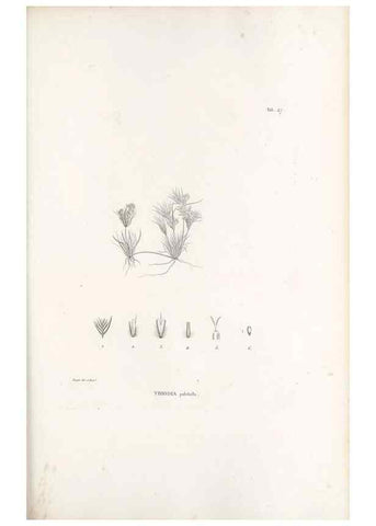 Reproducción/Reproduction 49521366376: Nova genera et species plantarum :. Antverpiae :Ex officina Christophori Plantini ...,1576.. 