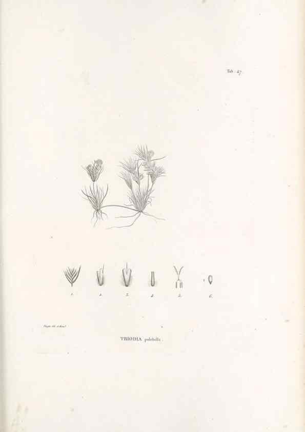 Reproducción/Reproduction 49521366376: Nova genera et species plantarum :. Antverpiae :Ex officina Christophori Plantini ...,1576.. 