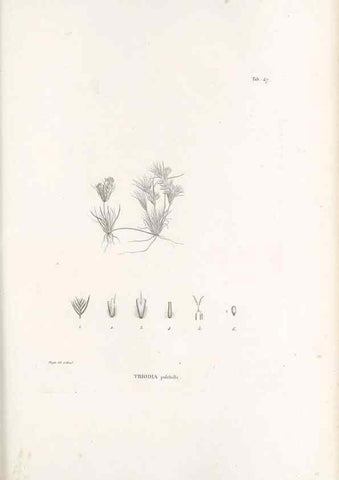 Reproducción/Reproduction 49521366376: Nova genera et species plantarum :. Antverpiae :Ex officina Christophori Plantini ...,1576.. 