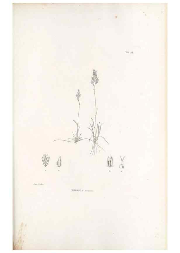 Reproducción/Reproduction 49521578012: Nova genera et species plantarum :. Antverpiae :Ex officina Christophori Plantini ...,1576.. 