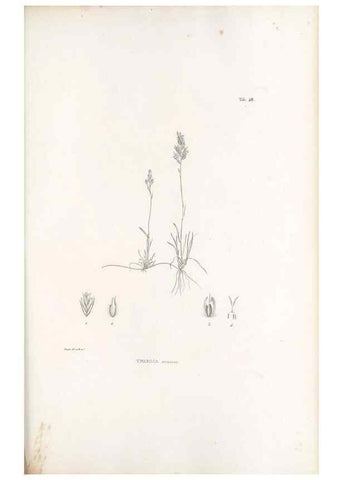 Reproducción/Reproduction 49521578012: Nova genera et species plantarum :. Antverpiae :Ex officina Christophori Plantini ...,1576.. 