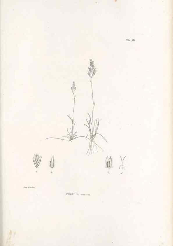 Reproducción/Reproduction 49521578012: Nova genera et species plantarum :. Antverpiae :Ex officina Christophori Plantini ...,1576.. 
