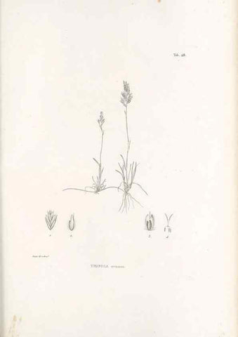 Reproducción/Reproduction 49521578012: Nova genera et species plantarum :. Antverpiae :Ex officina Christophori Plantini ...,1576.. 