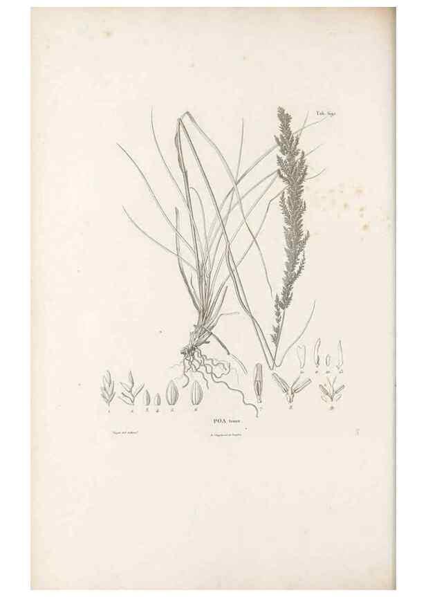 Reproducción/Reproduction 49521578292: Nova genera et species plantarum :. Antverpiae :Ex officina Christophori Plantini ...,1576.. 