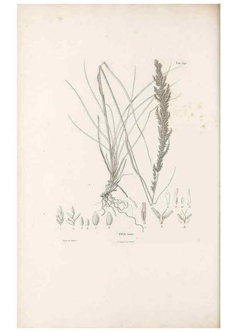 Reproducción/Reproduction 49521578292: Nova genera et species plantarum :. Antverpiae :Ex officina Christophori Plantini ...,1576.. 
