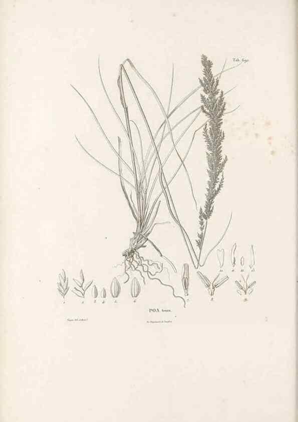 Reproducción/Reproduction 49521578292: Nova genera et species plantarum :. Antverpiae :Ex officina Christophori Plantini ...,1576.. 