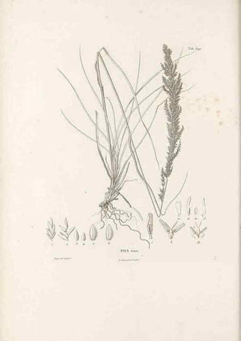 Reproducción/Reproduction 49521578292: Nova genera et species plantarum :. Antverpiae :Ex officina Christophori Plantini ...,1576.. 