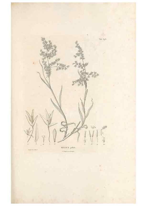 Reproducción/Reproduction 49520843058: Nova genera et species plantarum :. Antverpiae :Ex officina Christophori Plantini ...,1576.. 