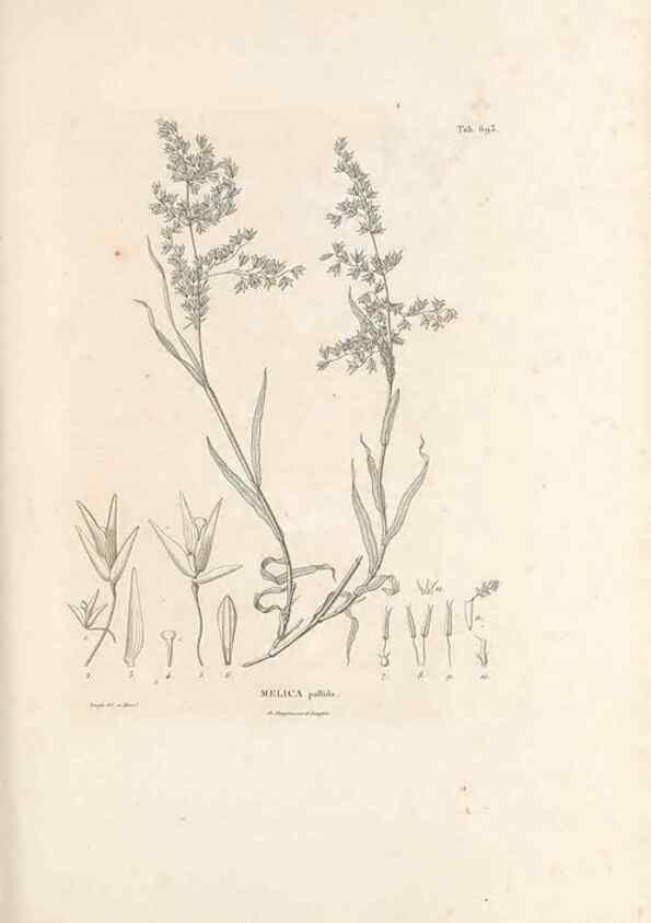 Reproducción/Reproduction 49520843058: Nova genera et species plantarum :. Antverpiae :Ex officina Christophori Plantini ...,1576.. 