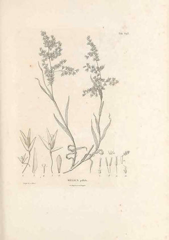 Reproducción/Reproduction 49520843058: Nova genera et species plantarum :. Antverpiae :Ex officina Christophori Plantini ...,1576.. 