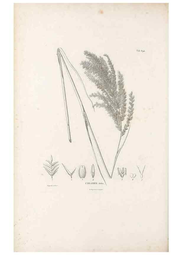 Reproducción/Reproduction 49520843353: Nova genera et species plantarum :. Antverpiae :Ex officina Christophori Plantini ...,1576.. 