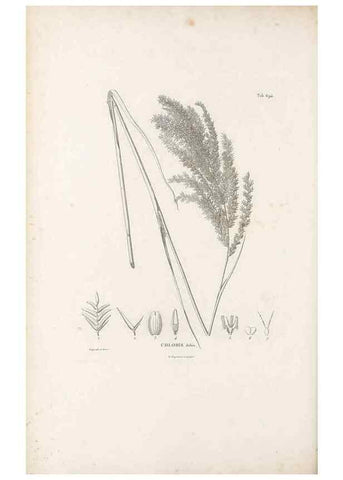 Reproducción/Reproduction 49520843353: Nova genera et species plantarum :. Antverpiae :Ex officina Christophori Plantini ...,1576.. 