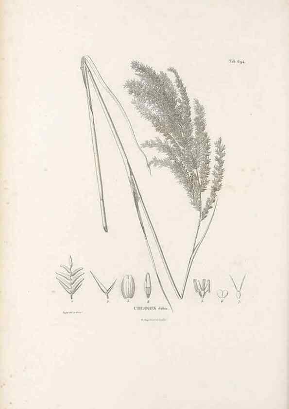 Reproducción/Reproduction 49520843353: Nova genera et species plantarum :. Antverpiae :Ex officina Christophori Plantini ...,1576.. 