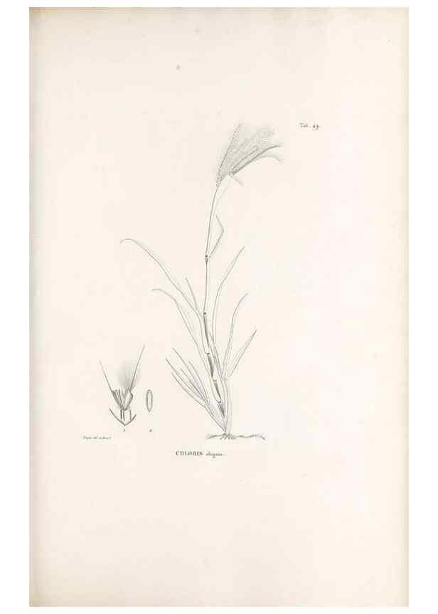 Reproducción/Reproduction 49521579372: Nova genera et species plantarum :. Antverpiae :Ex officina Christophori Plantini ...,1576.. 