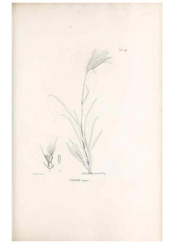 Reproducción/Reproduction 49521579372: Nova genera et species plantarum :. Antverpiae :Ex officina Christophori Plantini ...,1576.. 