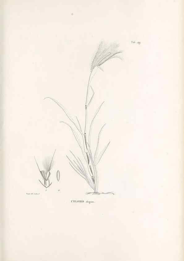 Reproducción/Reproduction 49521579372: Nova genera et species plantarum :. Antverpiae :Ex officina Christophori Plantini ...,1576.. 
